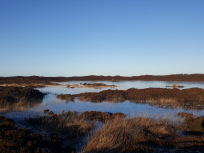 Christen Lyngbo, Maler Lyngbo, Lyngbos Hede, Henne Strand