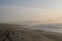 vesterhavet merete vigen, formidling naturpark vesterhavet