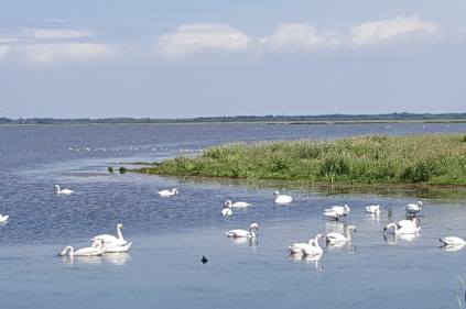 filsø  svaner fugle naturpark vesterhavet