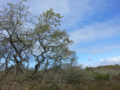 løvklitten tilsandede ege kærgård klitplantage naturpark vesterhavet