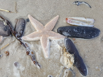 vesterhavet naturpark vinterferie opskyl strand