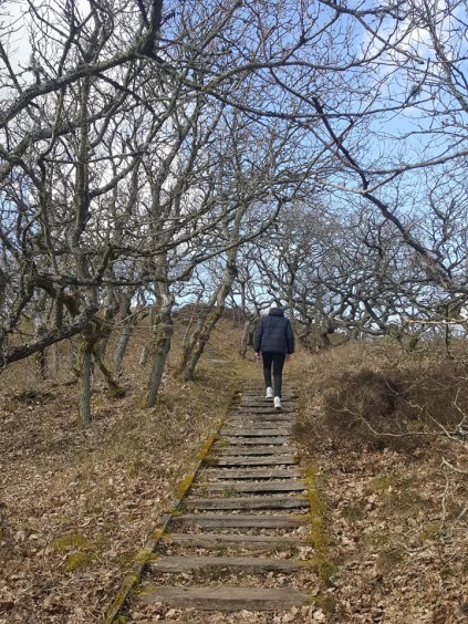 nytårsvandvinterferie vandring vandretur kærgård klitplantage naturpark vesterhavet gråmule bjerg de tilsandede ege løvklitten