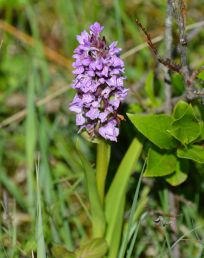 tranebærblomster nymindegb gammelgab