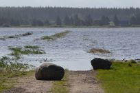 filsø naturgenopretning merete vigen formidling