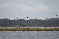 filsø naturgenopretning merete vigen formidling